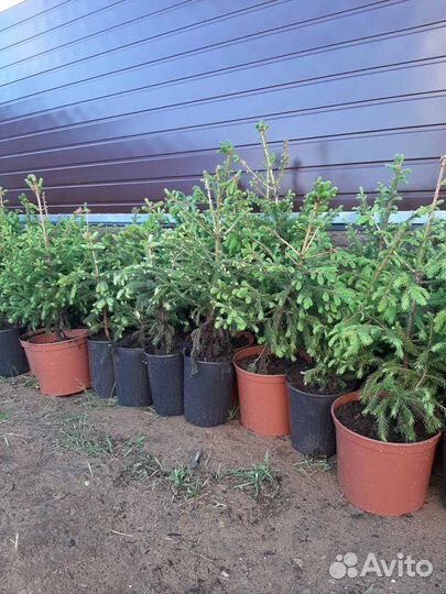 Тепличный комплекс