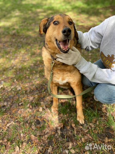 Добрый пёс ищет дом