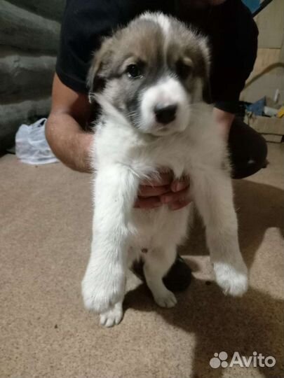 Алабай в добрые руки, отдам бесплатно