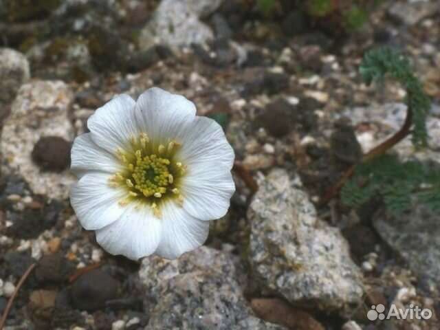 Редкие растения для альпинария