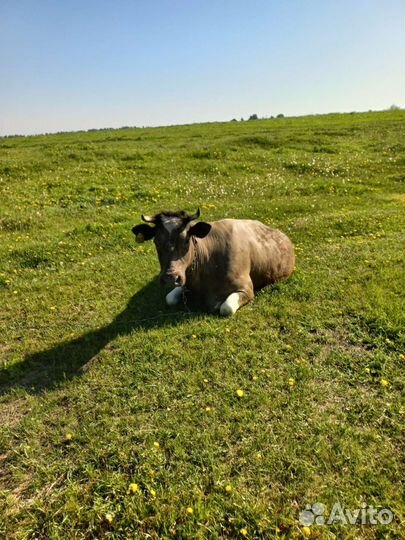 Продам две коровы