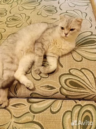 Шотландская