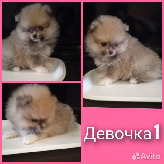 Щенки шпица