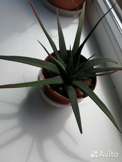 Хавортия жемчужная