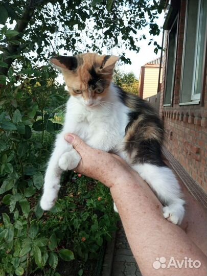 Кошка в дар бесплатно