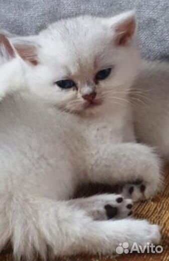 Золотые шиншиллы