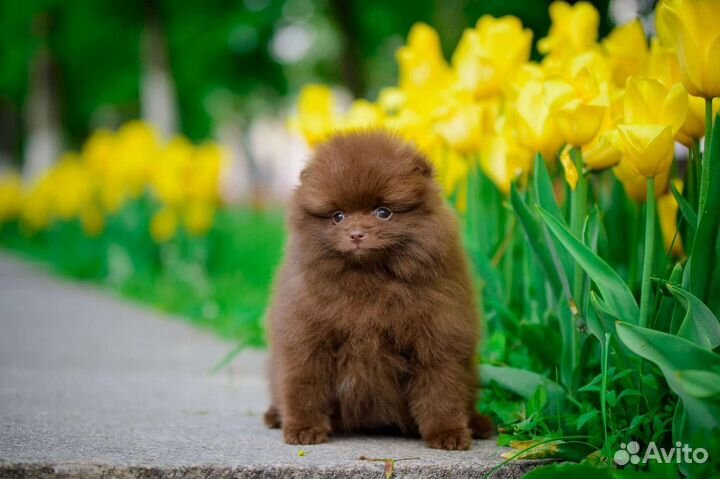 Померанский шпиц