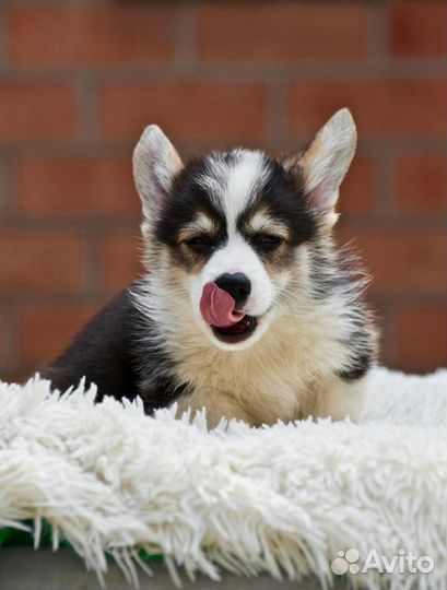 Вельш корги пемброк