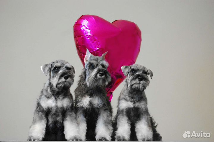 Цвергшнауцеры перец с солью. питомник