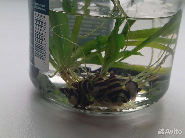 Улитки аквариумные полосатые