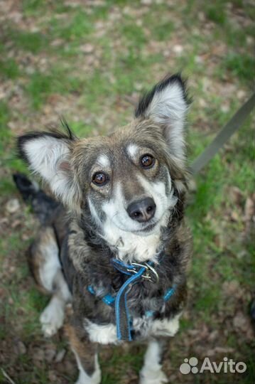 Красавица Матильда в добрые руки