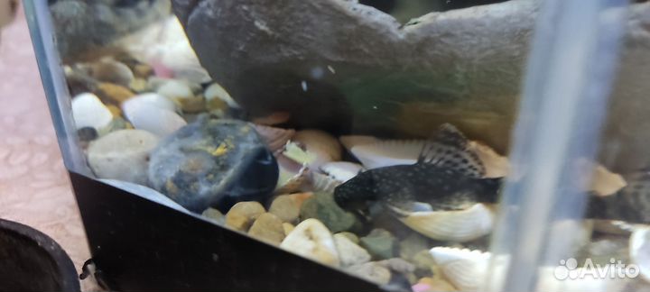 Сомики анциструсы