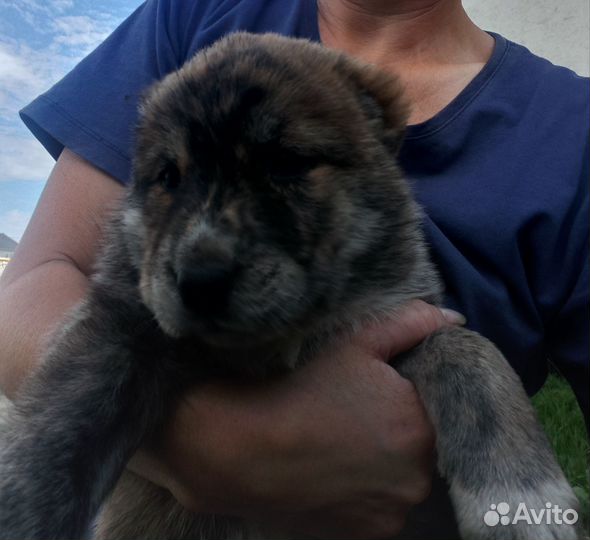 Щенки среднеазиатской овчарки Алабай