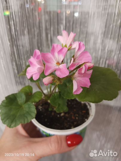 Пеларгония герань