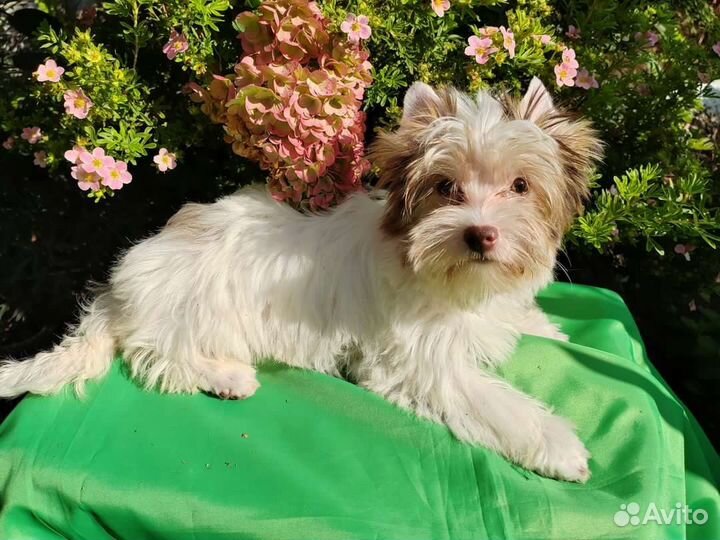 Бивер,Биро,Мерле йорк