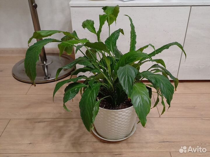 Спатифиллум