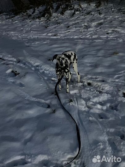 Далматинец