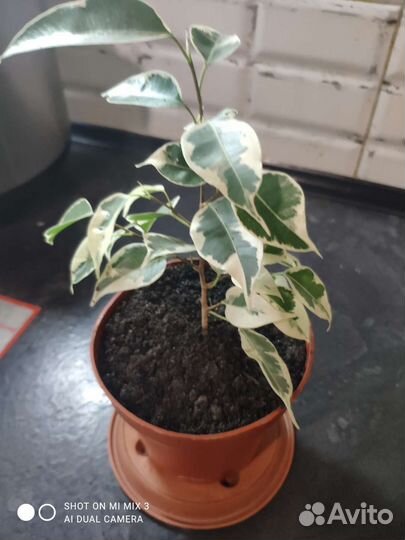 Фикус бенджамина пестролистный