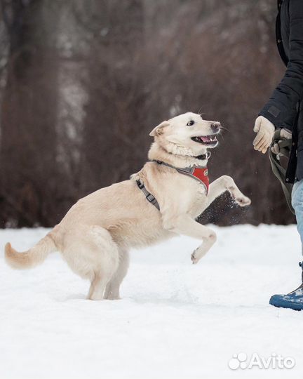 Собака в добрые руки бесплатно