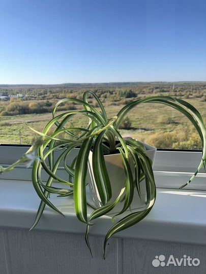 Хлорофитум бонни