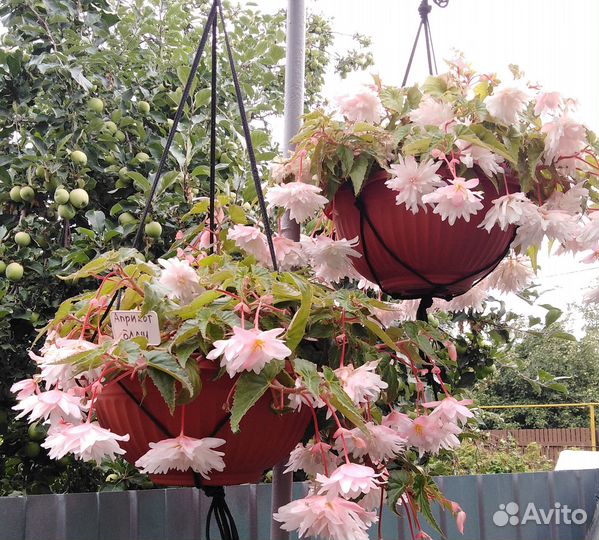 Бегония саженцы