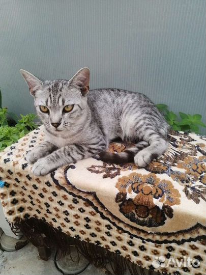 Котята в добрые руки бесплатно