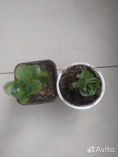 Комнатные растения