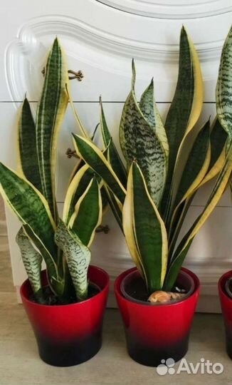 Сансевиерия Лауренти