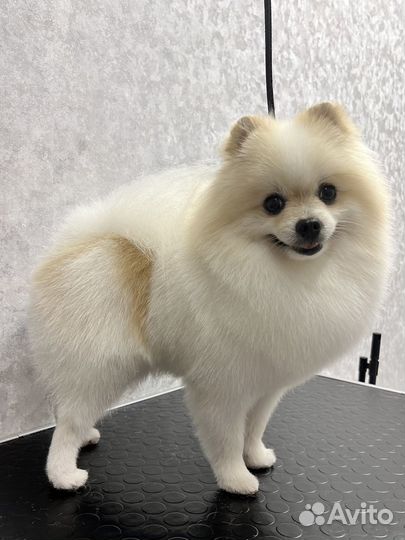 Грумер. Стрижка собак