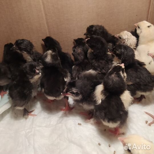 Цыплята разных пород из своих яиц