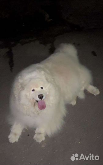 Стрижка собак. Груминг собак