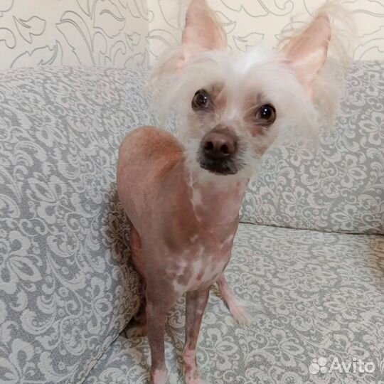 Китайская хохлатая в добрые руки