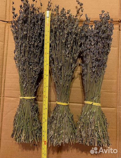 Лаванда сухоцвет