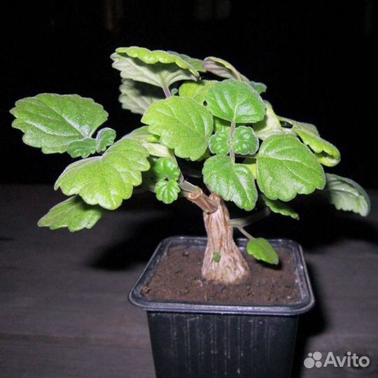 Каудексные суккуленты