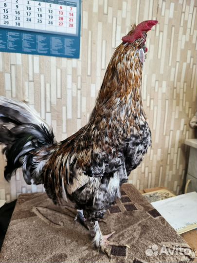 Молодые петухи