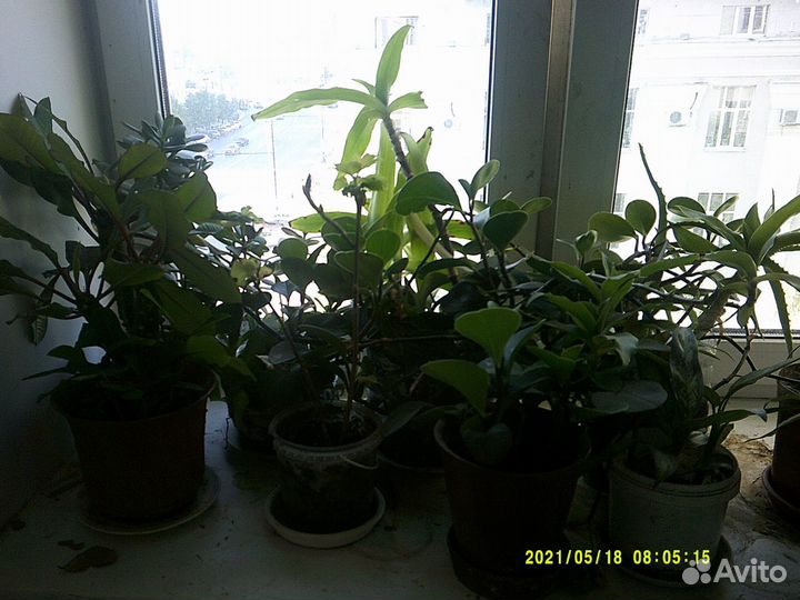 Комнатные растения