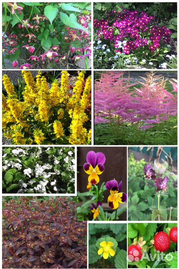 Теневыносливые красивые растения: горянка,астильба