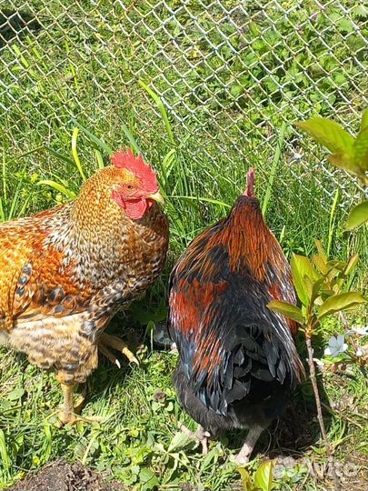 Молодые петушки