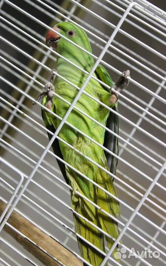 Индийские кольчатые попугаи