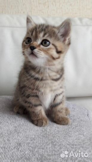 Шотландские котята