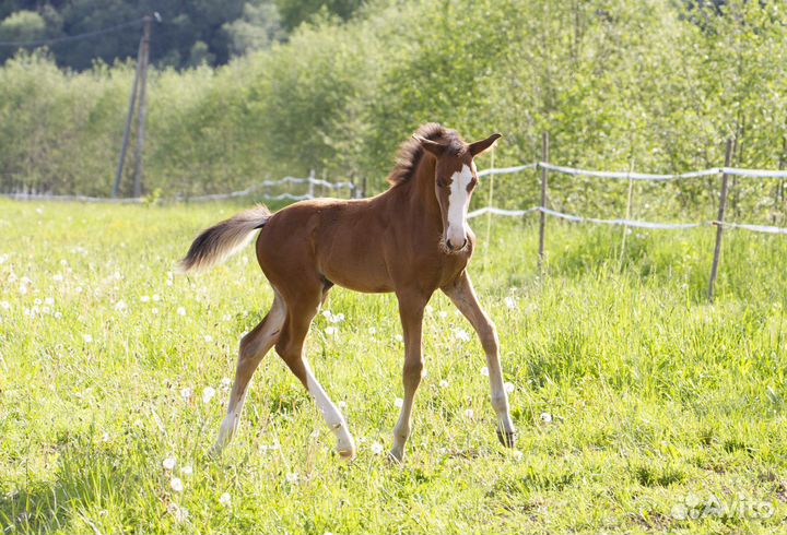 Ганноверская кобыла