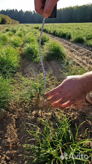 Ель Сибирская окс