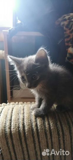 Кошки бесплатно