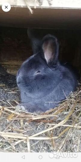 Молоко козье, яйцо