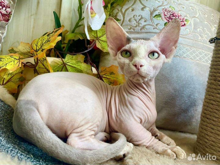 Бамбино девочка