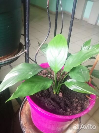 Спатифиллум