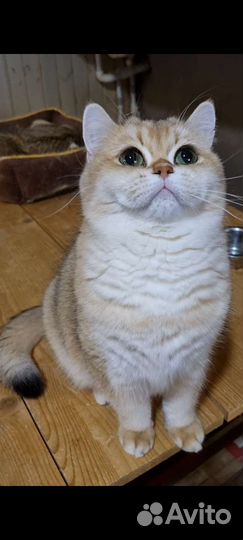 Молодая британская кошечка