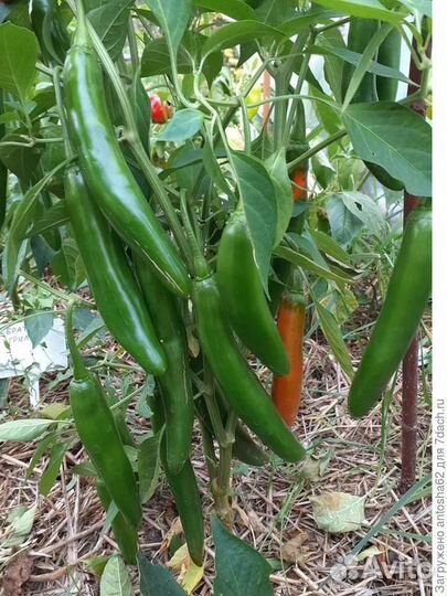 Семена Перец стручковый сладкий зеленый, домашний