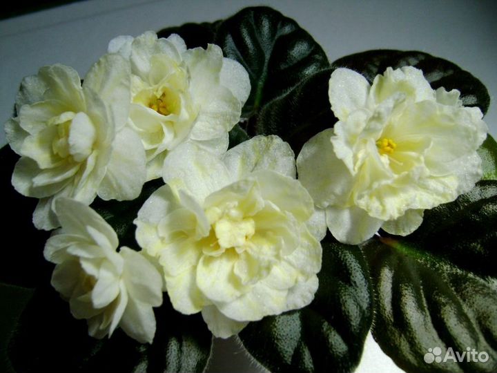 Детки сортовой фиалки