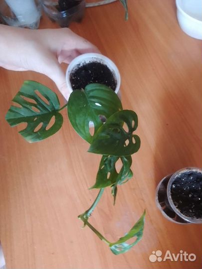 Растения по одной цене